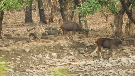 Two-Sambar-Deer-Males-walk-in-the-deciduous-forest-during-summer