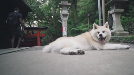 Ein-Akita-Hund,-Der-An-Einem-Heißen-Sommertag-Am-Fushimi-Inari-Schrein-In-Kyoto,-Japan,-Auf-Dem-Boden-Ruht-Und-Hechelt-–-Totalaufnahme