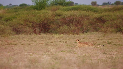 Hunting-cheetah-crouched-down-observing-prey