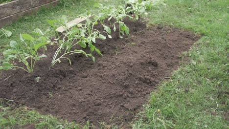 Gardener-making-row-to-plant-turnips-in-field