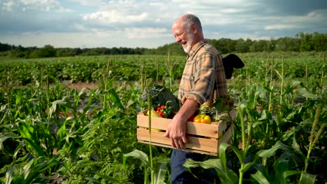 Slow-motion-medium-wide-side-shot-of-farmer-walking-holding-a-box-of-organic-vegetables-looking-in-sunlight-agriculture-farm-field-harvest-garden-nutrition-organic-fresh-portrait-outdoor
