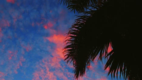 Silhouette-Von-Palmblättern-Vor-Dem-Farbenprächtigen-Sonnenuntergang-In-Curaçao
