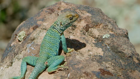 Medium-Shot-Collared-Lizard-on-mossy-rock-looking-away-from-camera