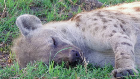 Spotted-Hyena-sleeps-in-the-grass,-ears-twitching-as-flies-buzz-around-its-head