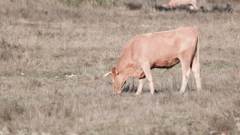 Lone-Cattle-Feeding-On-Grass-In-A-Farm-In-Alentejo,-Portalegre,-Portugal---Medium-Shot