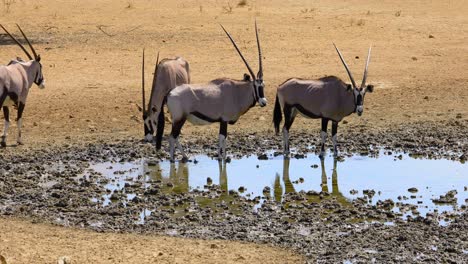 Gemsbok-antelopes-drinking-water-at-a-waterhole,-Kalahari-desert,-South-Africa