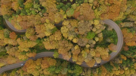 Lorrys-from-above-driving-along-a-tight-curve-under-autumn-colored-trees,-u-turn-street-in-a-authentic-fall-scenery,-filmed-by-a-drone