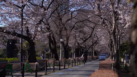Wunderschöne-Sakura-Bäume-Aufgereiht-Auf-Einem-Weg-Auf-Dem-Aoyama-Friedhof-–-Weitwinkelaufnahme