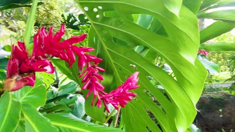HD-Hawaii-Kauai-slow-motion-short-arch-around-the-side-of-a-red-'s'-shaped-flower-with-large-leaves