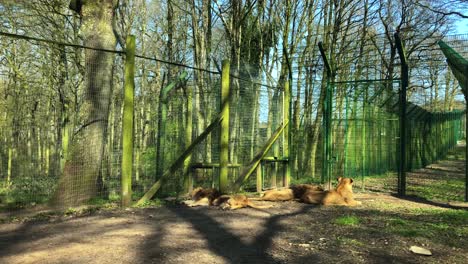 Pride-Of-Lioness-Lying-On-The-Ground-Inside-An-Outdoor-Enclosure-In-Longleat-Safari-Park,-Warminster,-UK---wide-shot