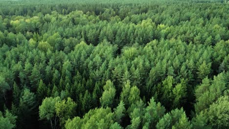 Spectacular-green-conifer-forest-in-Lithuania-being-blown-by-light-wind