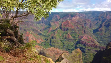 4K-Hawaii-Kauai-boom-down-and-pan-left-to-right-from-tree-to-Waimea-Canyon-with-partly-cloudy-sky