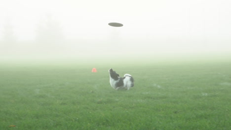 Ausgebildeter-Hund-Rennt-Schnell-Auf-Gras-Und-Fängt-Fliegende-Frisbee-Scheiben-Mit-Fotografen-Im-Hintergrund