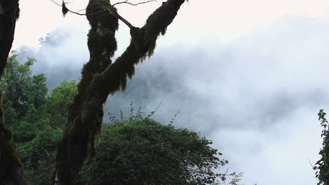 Las-Nubes-Se-Mueven-Rápidamente-Más-Allá-Del-árbol-Cubierto-De-Musgo-Español