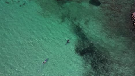 Freitaucher-Schwimmen-Am-Tropischen-Strand-In-Carnarvon,-Westaustralien-–-Luftaufnahme
