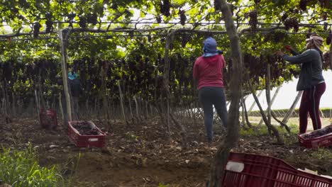 Workers-harvest-fresh-organic-grapes-from-a-vineyard