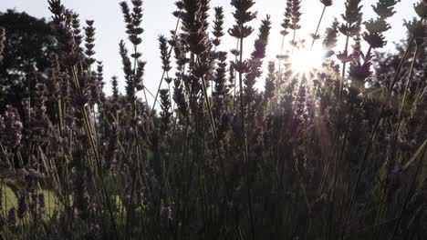 Lavender-flowers-against-sunshine-background-medium-zoom-out-shot