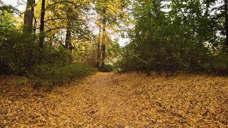 Gelbe-Und-Goldene-Blätter-Fallen-Mit-Wunderschönen-Herbstfarben-Von-Den-Baumkronen-Des-Parks-Skaryszewski