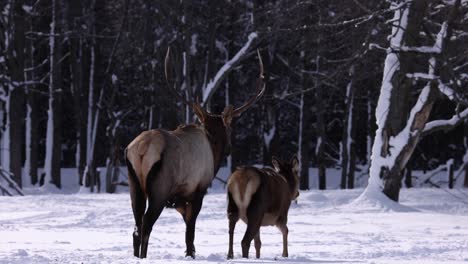bull-elk-walking-with-doe-towards-forest-slomo