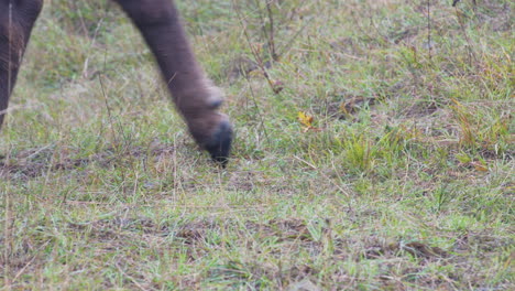 Legs-and-hooves-of-european-bison-bonasus-herd-walking-on-grass,Czechia