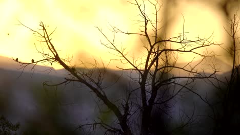 Rotgeflügelte-Schwarze-Vögel,-Die-Auf-Ästen-Vor-Dem-Hintergrund-Von-Sonnenuntergang-Und-Bergen-Sitzen