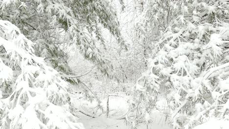 Walking-In-Woodland-Through-Trees-Wrapped-In-Snow-On-A-Cold-Winter-Day-In-Eastern-Canada---handheld-shot,-POV