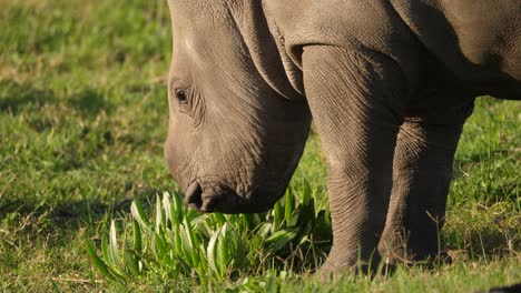 Close-up-of-a-baby-rhino-grazing-on-a-tuft-of-grass,-behind-view