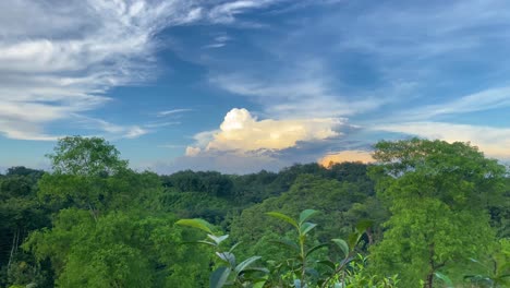 timelapse-shot-of-khadimnagar-national-forest-with-clouds-rolling-over-the-canopy