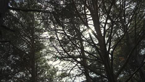 Eerie-and-mysterious-shot-of-woods-and-trees-for-horror-themed-film