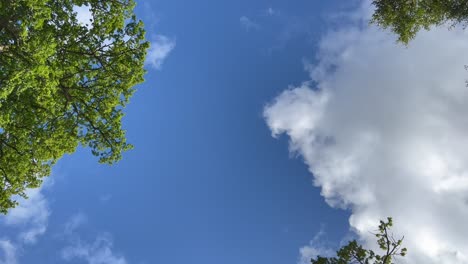 Blauer-Himmel-Mit-Weißen,-Bauschigen-Wolken,-Die-Sich-Langsam-über-Den-Baumwipfeln-Bewegen