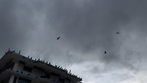 Hand-held-shot-of-pigeons-sitting-on-the-edge-of-a-building-with-a-storm-rolling-in