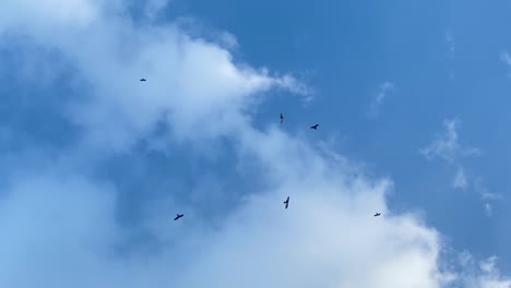 Birds-flying-with-a-cloudy-blue-sky-in-the-background-in-Sylhet,-Bangladesh
