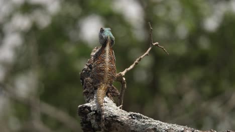 Ridge-back-Blue-Headed-Agama-Lizard-waits-quietly-for-food-to-fly-by