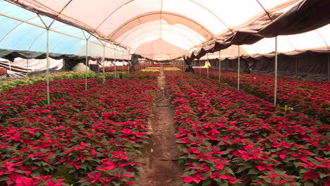 wide-shot-inside-a-greenhouse-of-christmas-plants,-nochebuena,-possentia