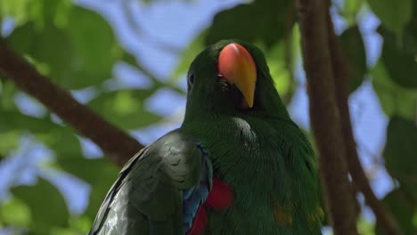 Closeup-Of-Eclectus-Parrot-Sitting-On-The-Tree-Branch-In-Summer