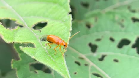 Close-up-shot-of-a-bright-orange-ant-standing-on-a-bright-green-holy-leaf