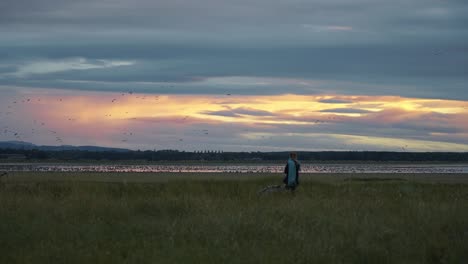 Slow-motion-shot-of-a-young-woman-walking-beside-the-sea-with-many-geese-birds-flying