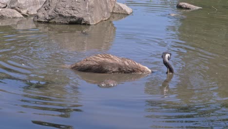 Blick-Auf-Einen-Emu,-Der-In-Einem-Teich-In-Australien-Schwimmt-–-Weit