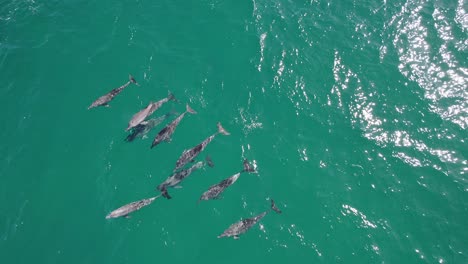 Grupo-De-Delfines-Nadando-Cerca-Del-Punto-De-La-Isla-Doble-En-Rainbow-Beach,-Queensland,-Australia