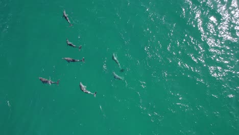 Grupo-Juguetón-De-Delfines-Nadando-En-El-Mar-Azul-Profundo-En-Verano