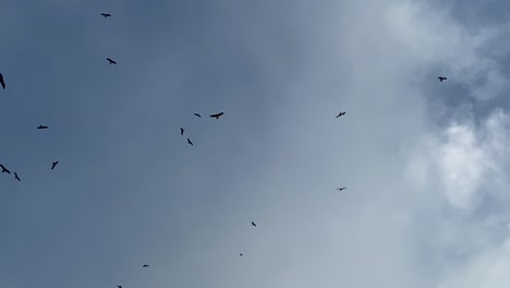 Pájaros-Volando-En-Un-Cielo-Nublado-De-Niebla-Baja