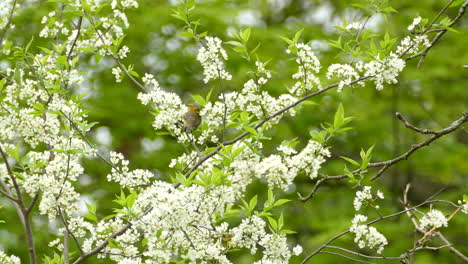A-Spring-bird-feeds-on-the-flowers-of-a-tree-during-migration-times-in-Ontario,-Canada