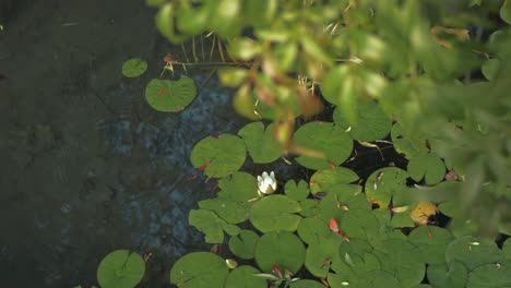 Water-lilies-or-lily-pad-flower-on-Lake-of-Banyoles-in-Spain