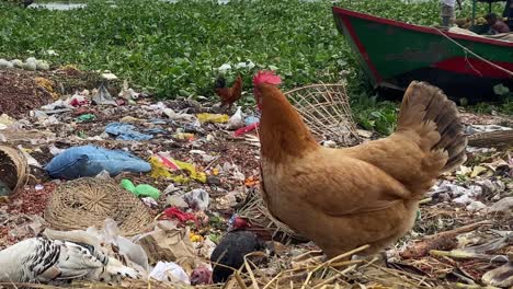 Hühner-Suchen-Im-Müll-Nach-Nahrung,-Globale-Verschmutzungswarnung,-Dhaka,-Bangladesch