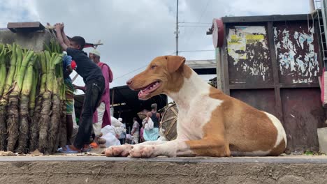 Nahaufnahme-Eines-Schönen-Hundes-In-Braunen-Und-Weißen-Farben,-Der-Sich-In-Bangladesch-Bewegt