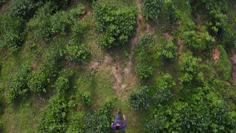 Lonely-traveler-hiking-along-tree-covered-ridge-top-down-aerial