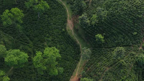 Aerial-shot-overhead-the-forest-and-tea-plants-in-Karimnagar-National-Park,-Bangladesh