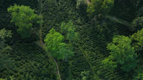 Aerial-shot-overhead-the-cinematic-lines-in-the-tea-plantation-in-Khadimnagar,-Bangladesh