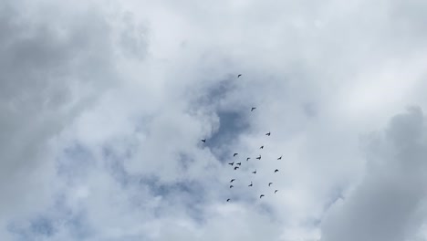Upwards-shot-of-white-clouds,-blue-sky-visible-with-group-of-birds-passing-by