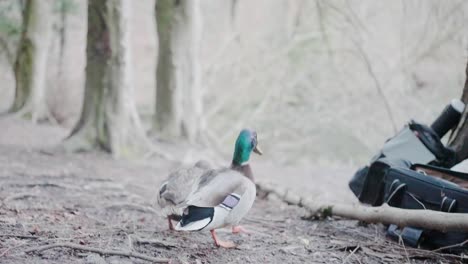 Close-up-low-shot-of-ducks-wandering-and-eating-insects-off-of-the-forest-floor